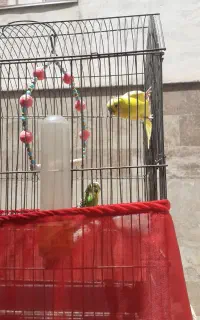 یک جفت مرغ عشق رنگ خاص مولد