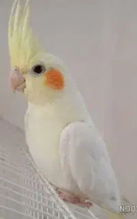عروس‌هلندی‌نر