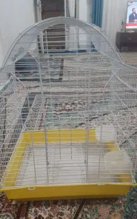 قفس عروس هلندی