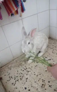 خرگوش