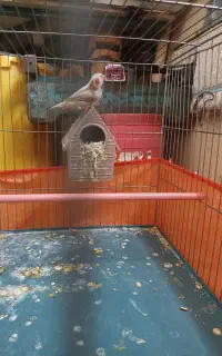 فنچ ب شرط تخم و جوجه