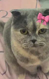 گمشده