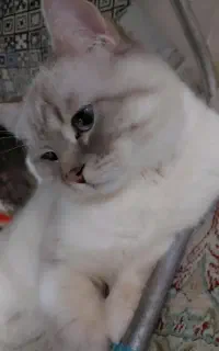 گربه بیریتیش اسکاتیش