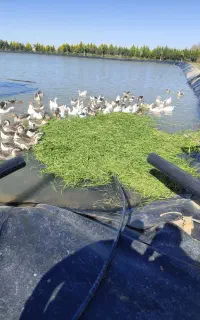 استخدام سرایداروباغبان سرزمین کشاورزی ترجیحاترکمن