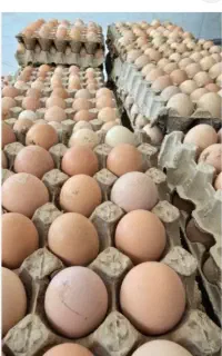 تخم مرغ نطفه دار راس و گلپایگانی