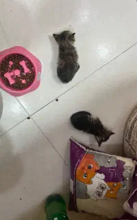 گربه