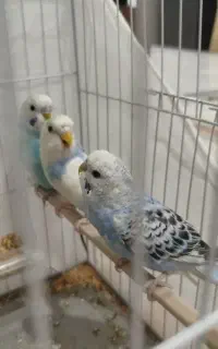 مرغ عشق سرحال آماده در چهار رنگ متفاوت