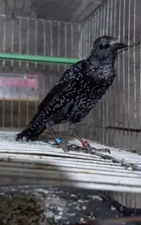 سار دستی سخنگو
