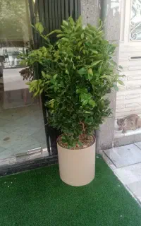 گلدان و گل یاس هلندی