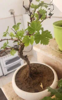 بنسای و درختچه انگور