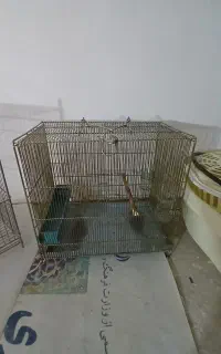 قفس