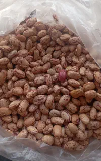 لوبیا تلاش