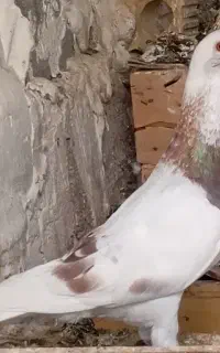 کفتر دوری برازجان