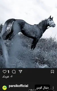 اسب نریان عرب