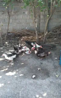 اردک خارجی