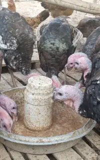 بوقلمون ۷ماهه