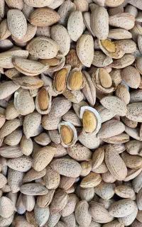 بادام درختی تازه