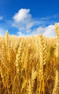 پیش فروش گندم دیمی یک آب فراهان