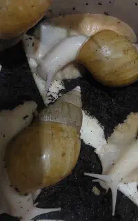 حلزون وخاویار حلزون