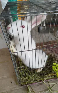 همستر وخرگوش