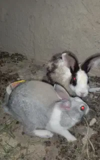 یک جفت خرگوش