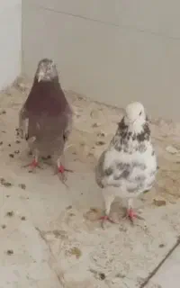 کفتر..تخم کفترتازه بشرط سالم