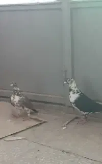 سینه سفید