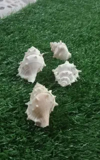 فروش انواع مدل صدف به صورت عمده
