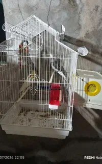 عروس هلندی
