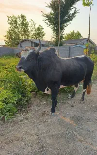 گوساله نر ورزا گاو لیشه