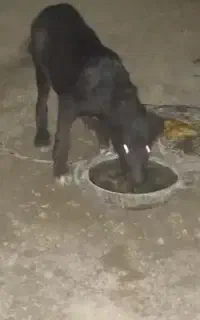 سگ لاس هفت پنجه قدر جونی توله ۷ ماه