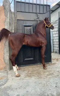 پهلوان پسری از سبلان قدیری