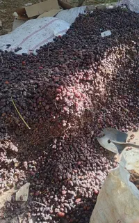 خرید خرما ضایعات کده