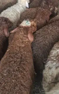 ۲۰عدد بره