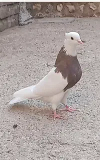 کبوتر ط.قی ماده