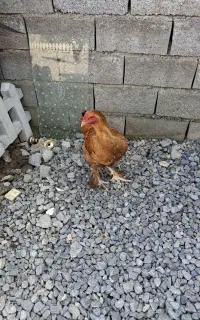 خروس و مرغ پاپر