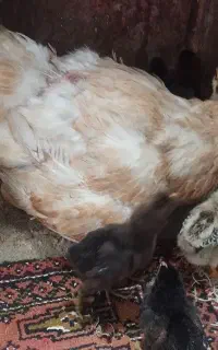 جوجه زیر مرغی و خروس لاری