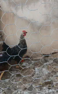 ۳ خروس یه مرغ لاری