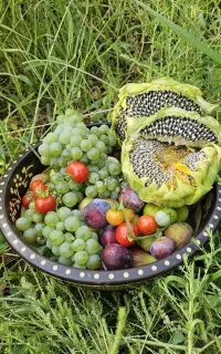 نگهبان خونه روستایی