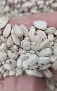 تخمه وکنجد