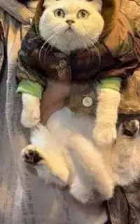 گربه