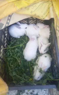 بچه خرگوش لوپ