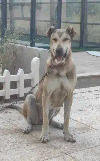 یک جفت سگ سرابی