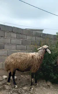 گوسفند ابستن