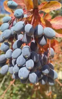 آب زرشک طبیعی و ارگانیک و صد در صد خالص و ترش