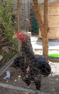خورس لاری