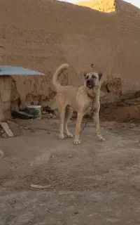 سگ سرابی