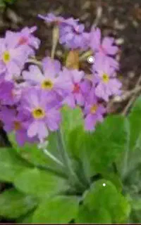 توتیای سرمه چشم