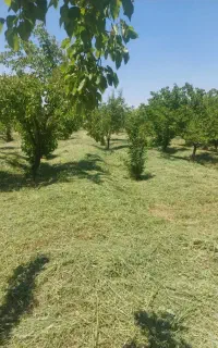 علف زنی در اسرع وقت