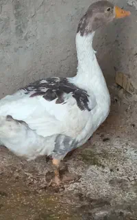 غاز بزرگ